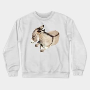 Wild burro, donkey, wildlife, Cutie Pie Crewneck Sweatshirt